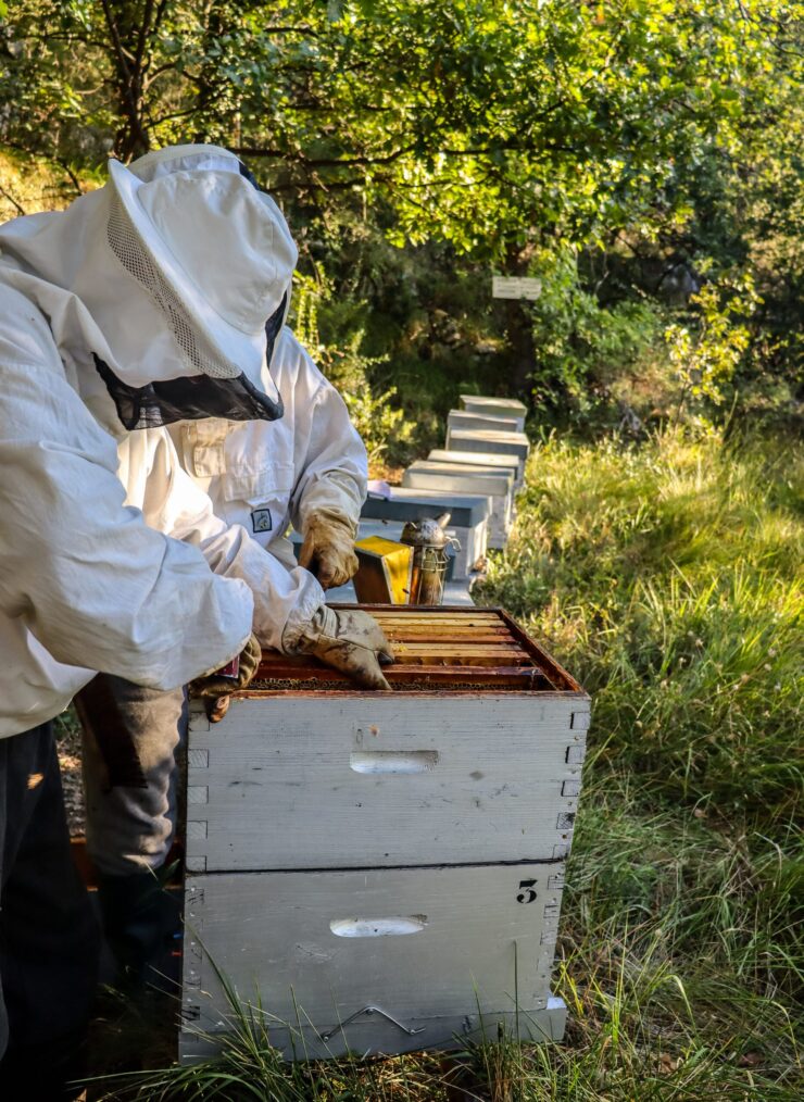 Récolte de miel à Gréolières ©Cecile Asquier