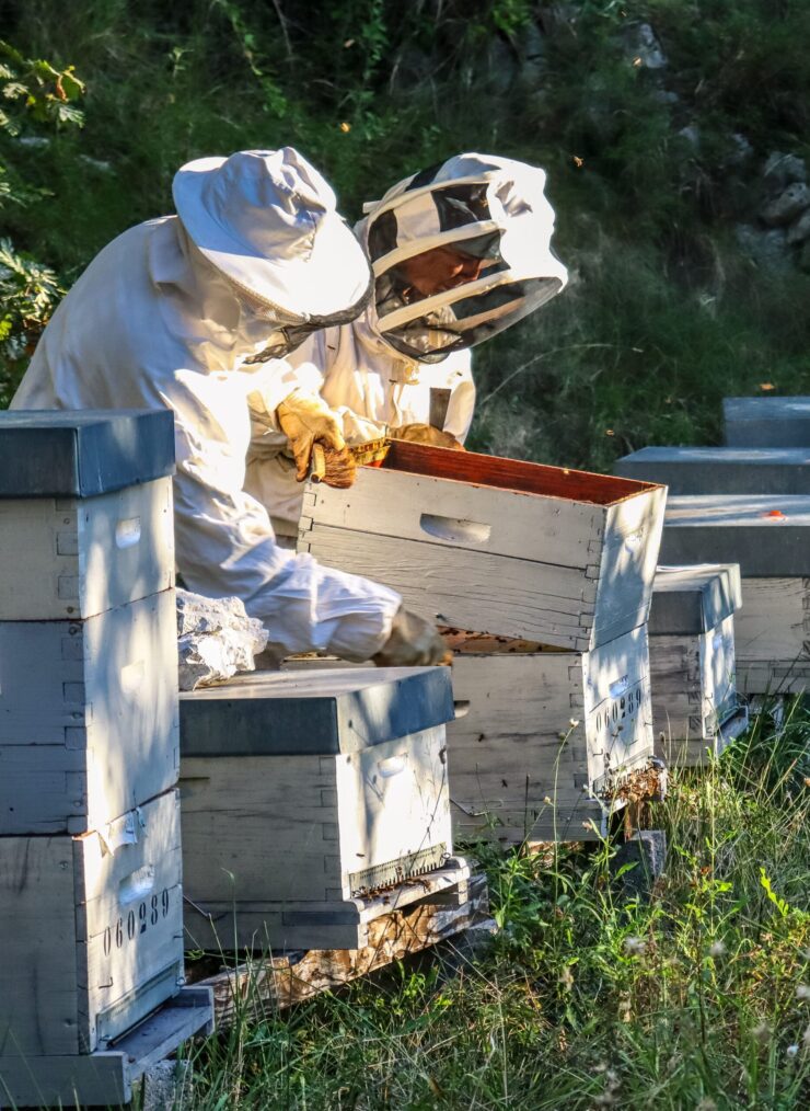 Récolte de miel à Gréolières ©Cecile Asquier