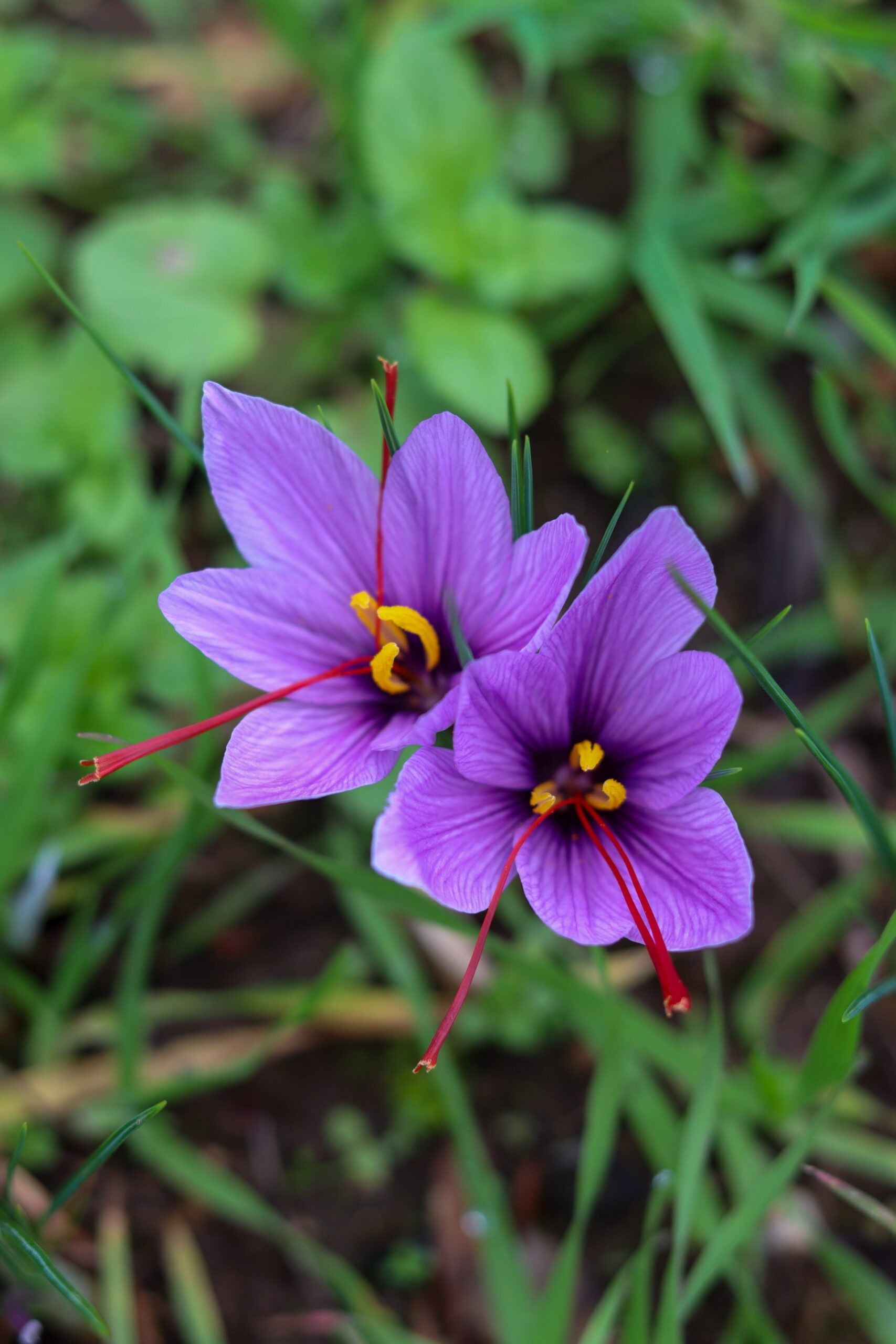 Safran du Quercy ©Cécile Asquier