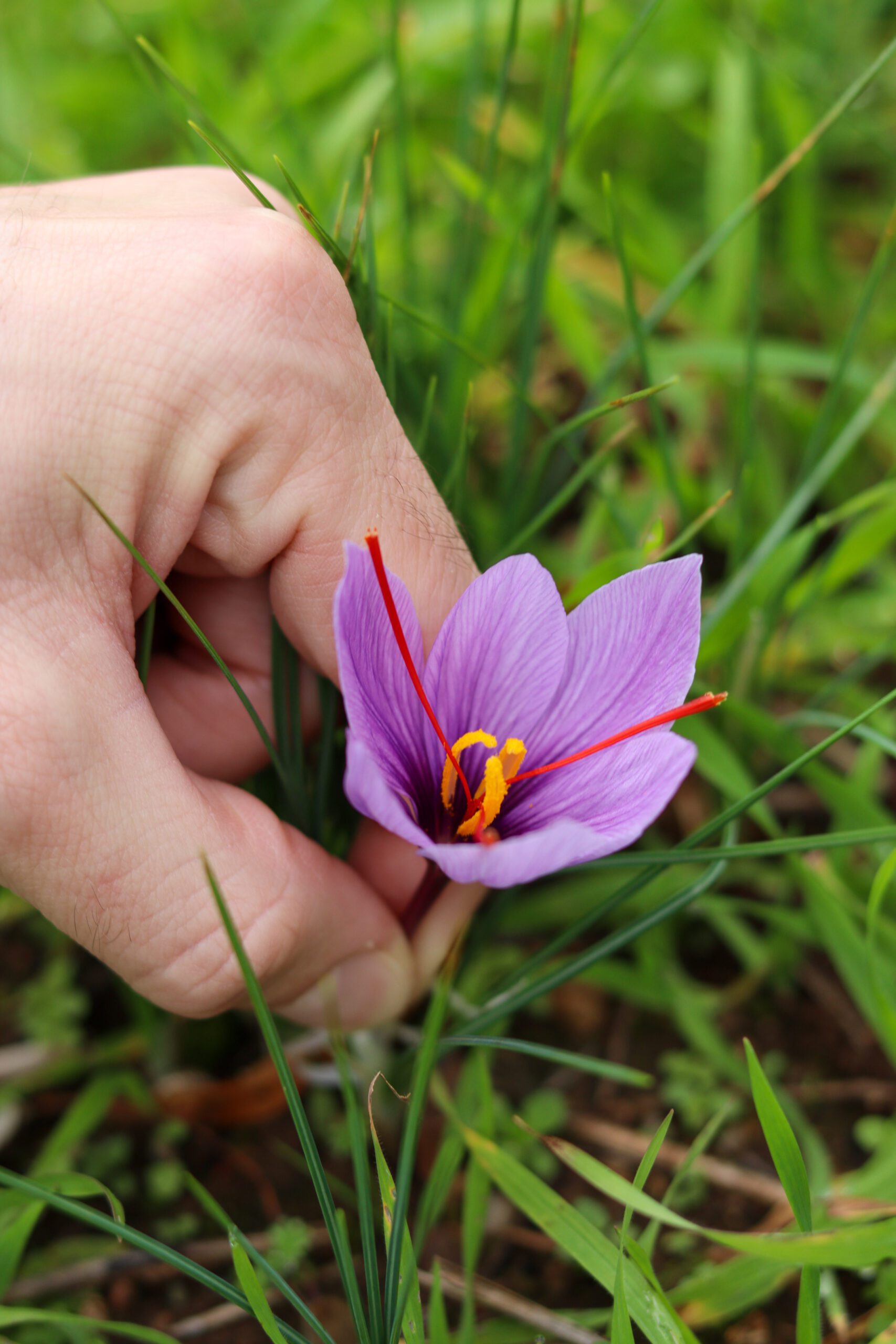 Safran du Quercy ©Cécile Asquier