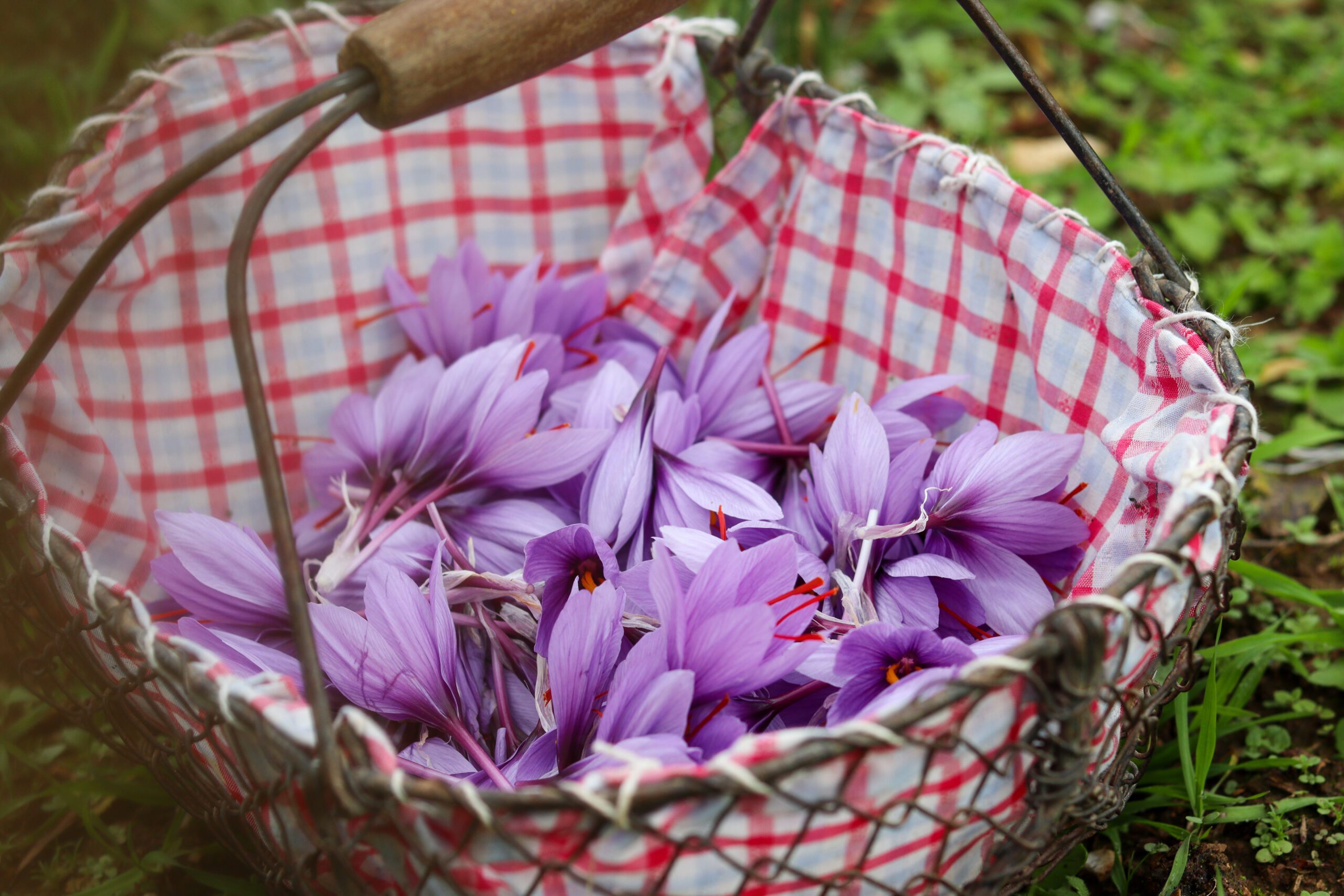 Safran du Quercy ©Cécile Asquier