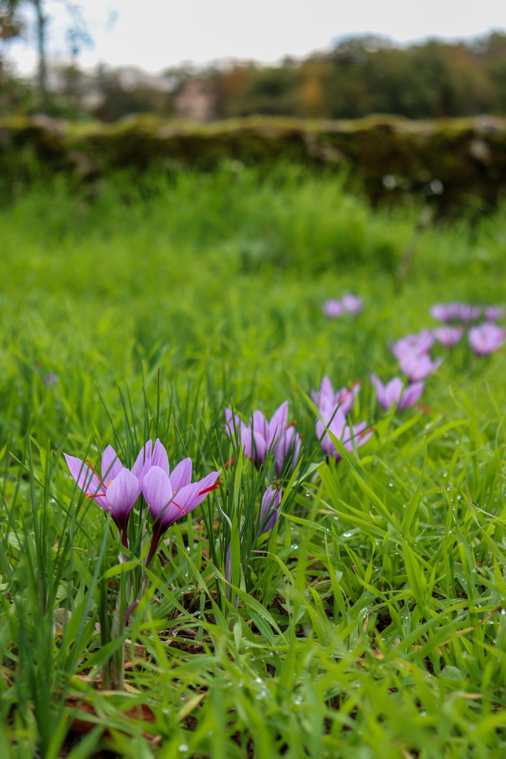 Safran du Quercy ©Cécile Asquier
