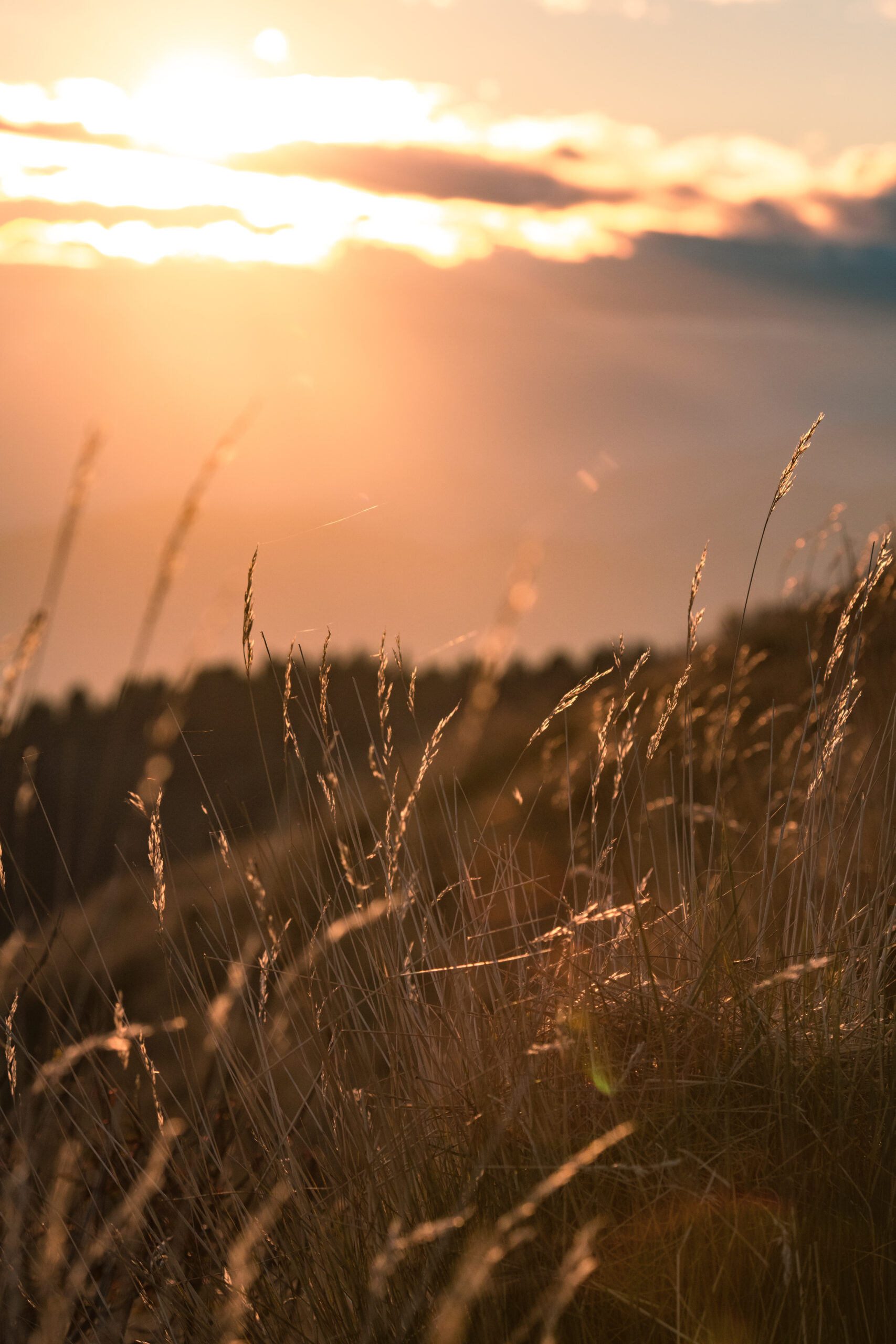 Lumière du coucher du soleil dans les herbes ©Cécile Asquier