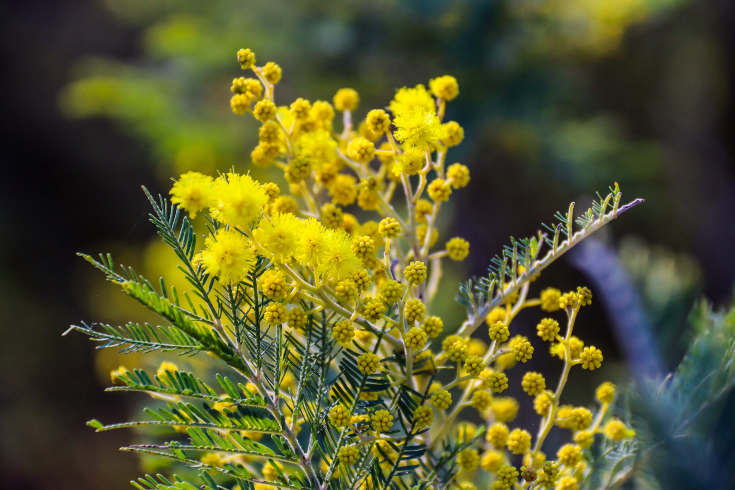 Mimosa ©Cécile Asquier