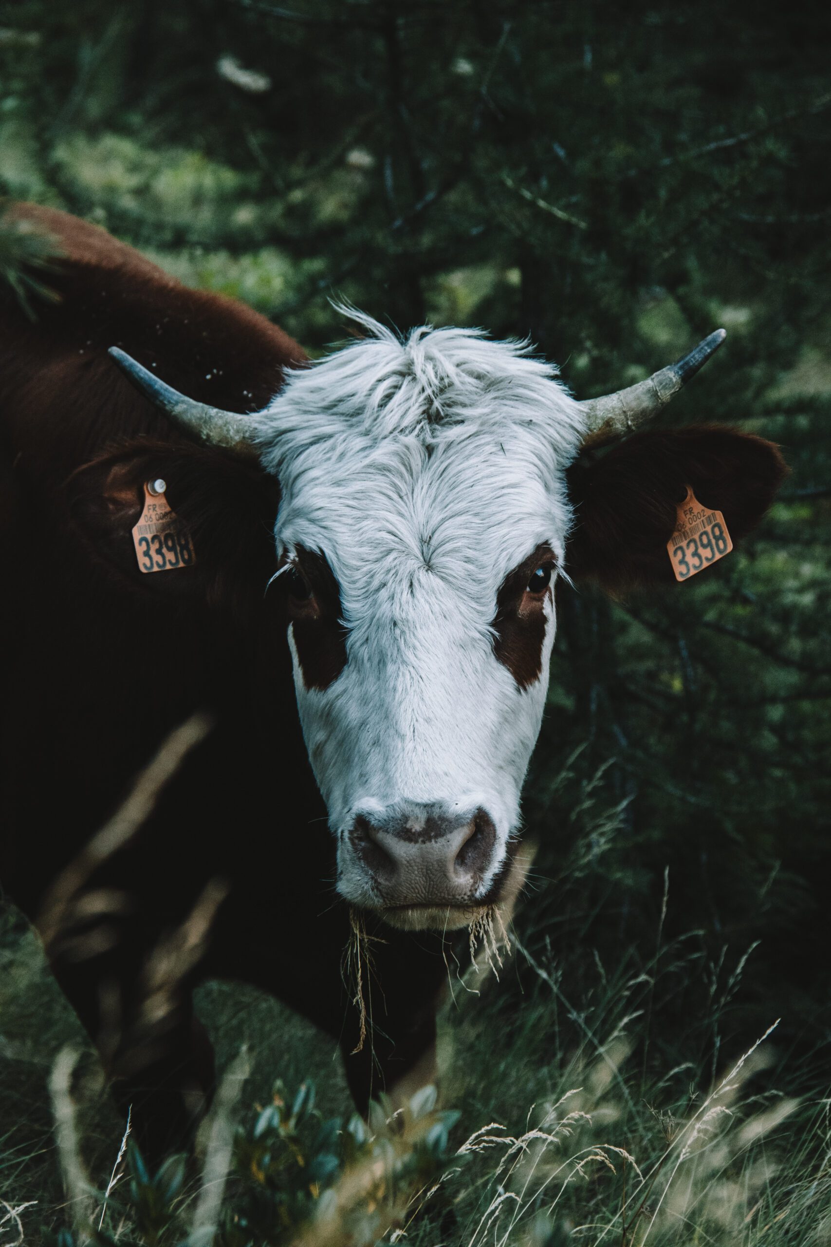 Vache ©Cécile Asquier