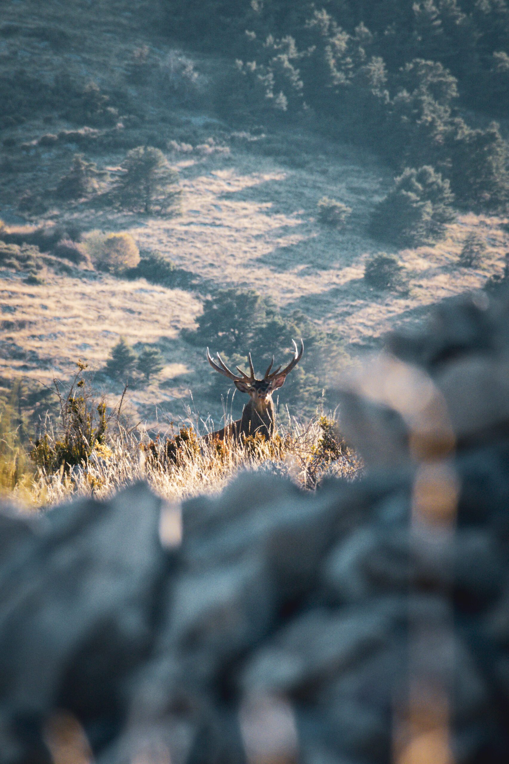 Cerf ©Cécile Asquier