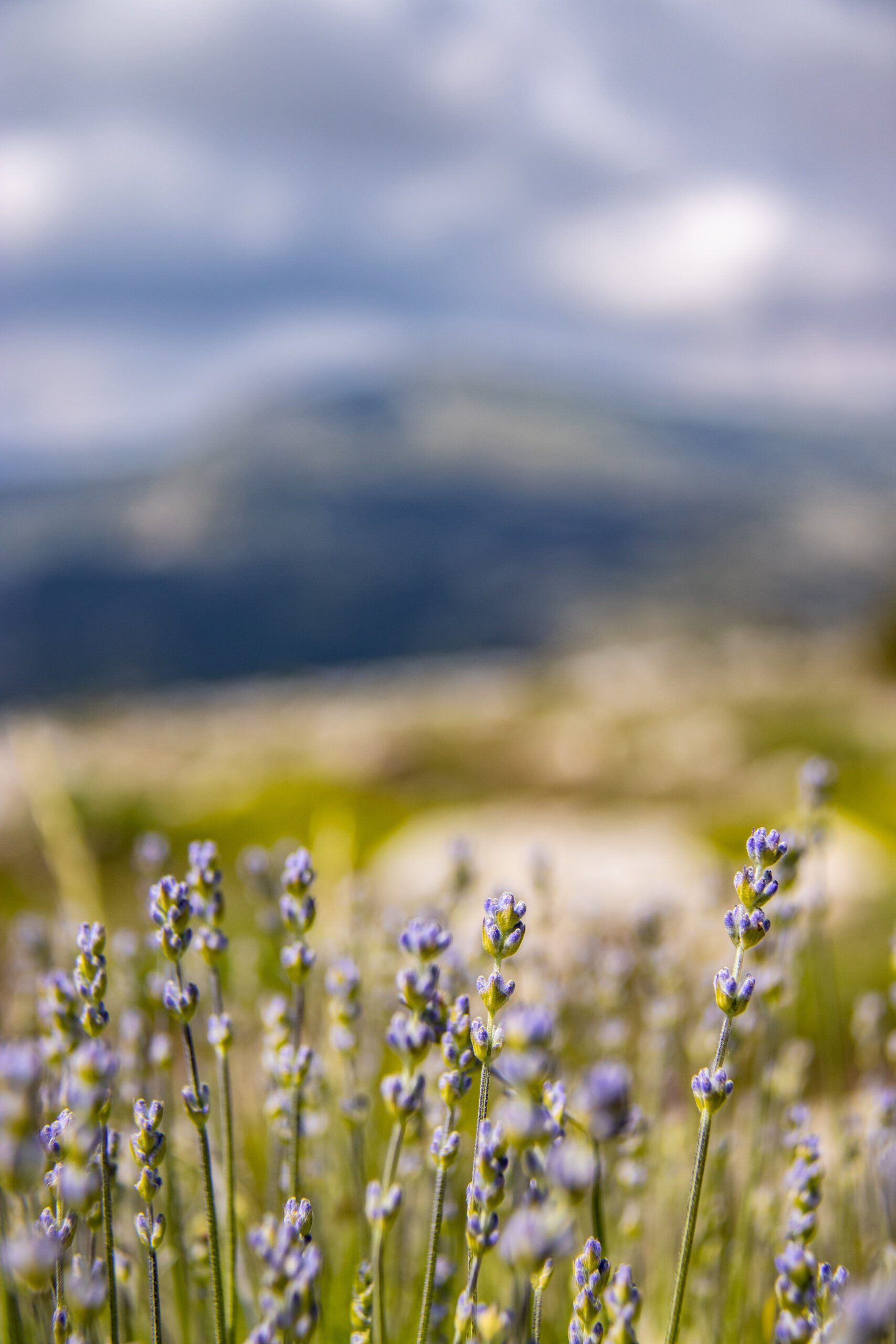 Lavande en Provence ©Cécile Asquier