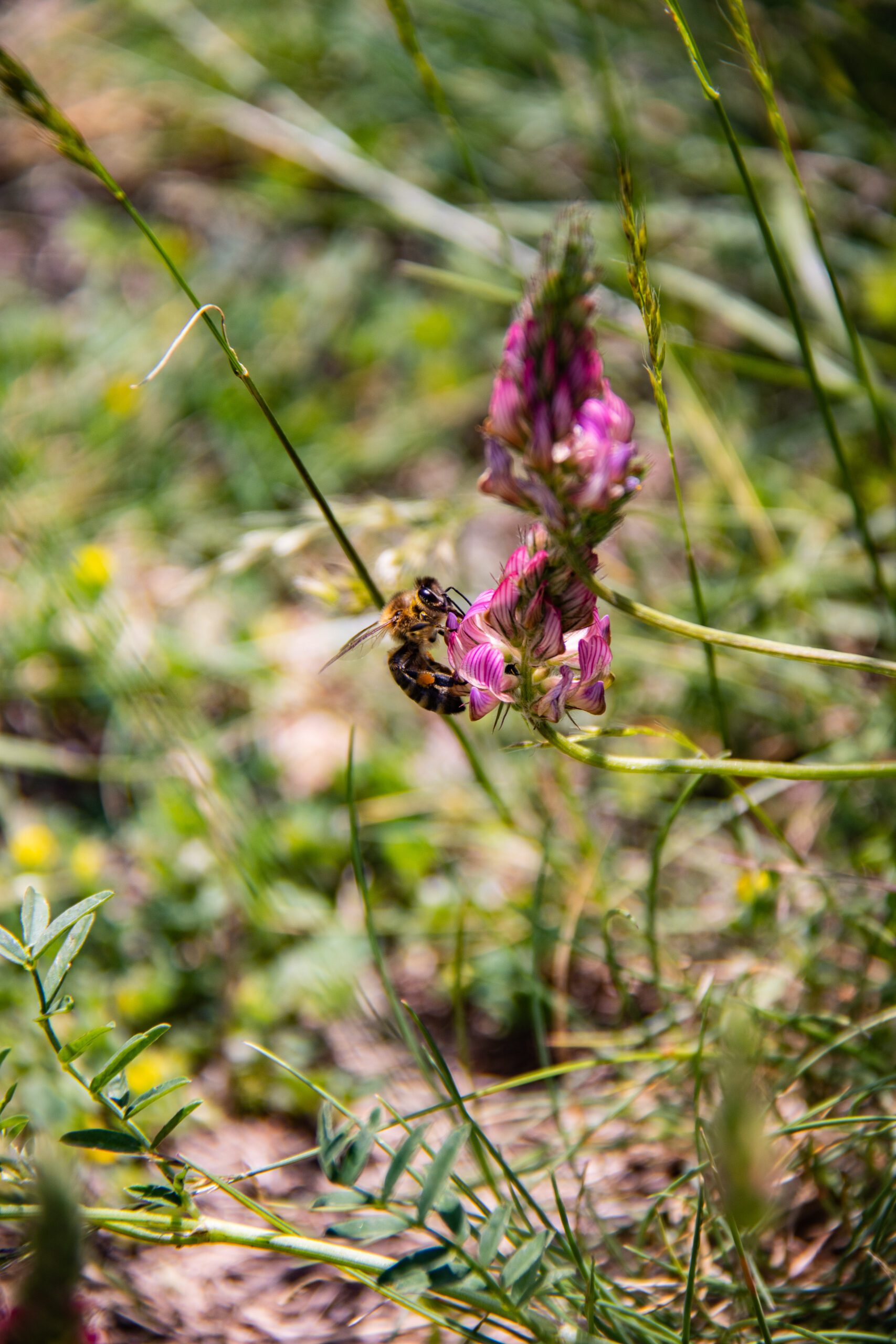Abeille qui butine ©Cécile Asquier