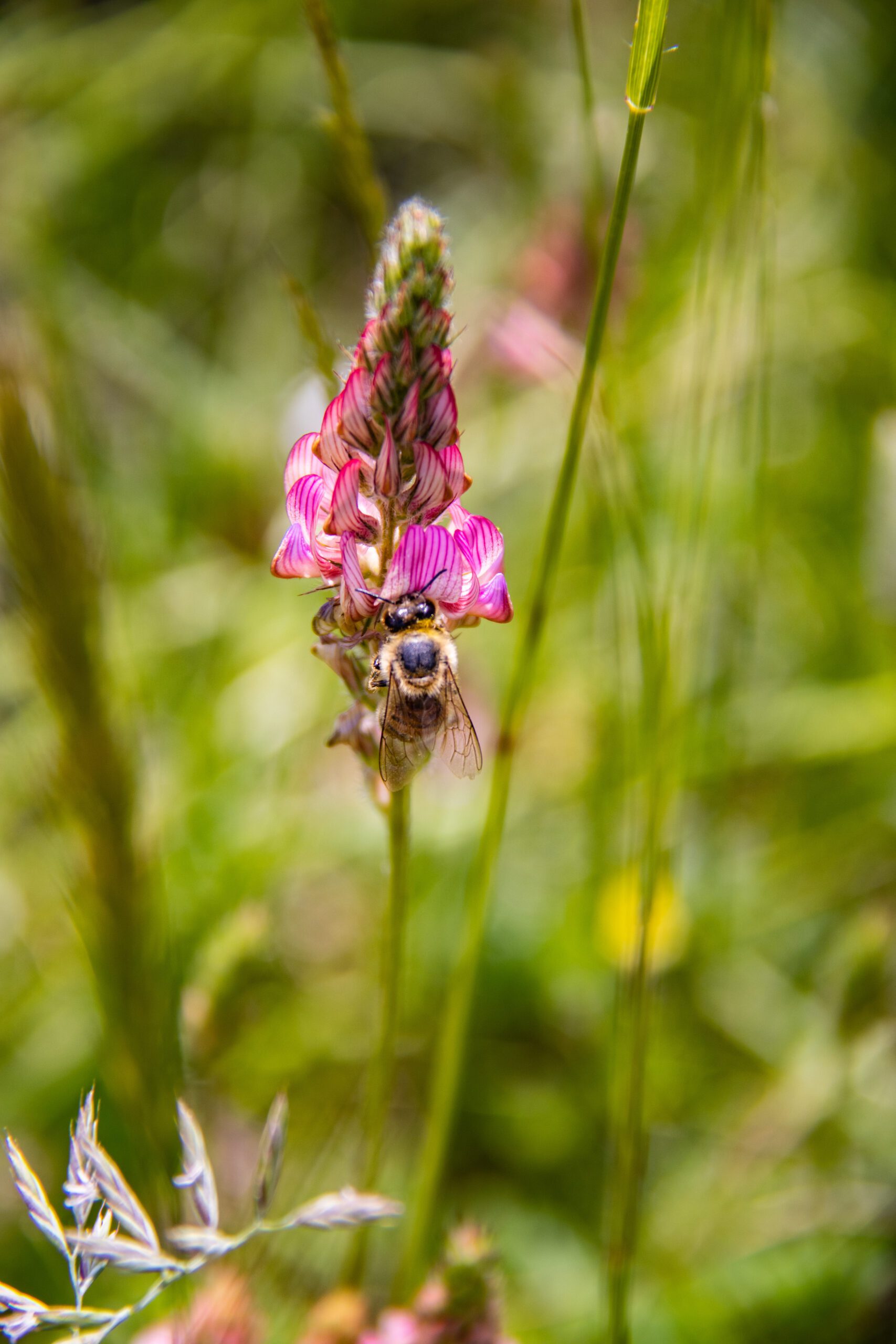 Abeille qui butine ©Cécile Asquier
