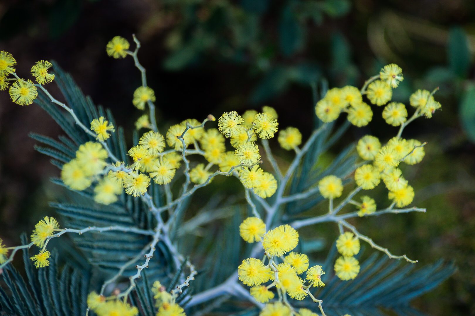 Mimosa ©Cécile Asquier