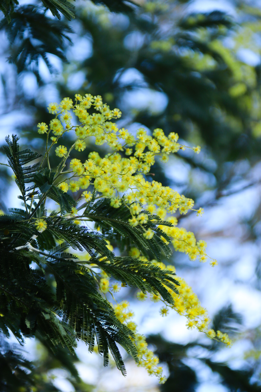 Mimosa ©Cécile Asquier