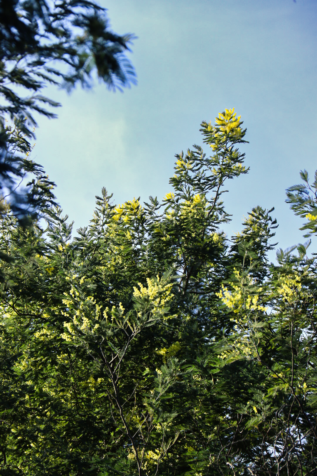 Mimosa ©Cécile Asquier