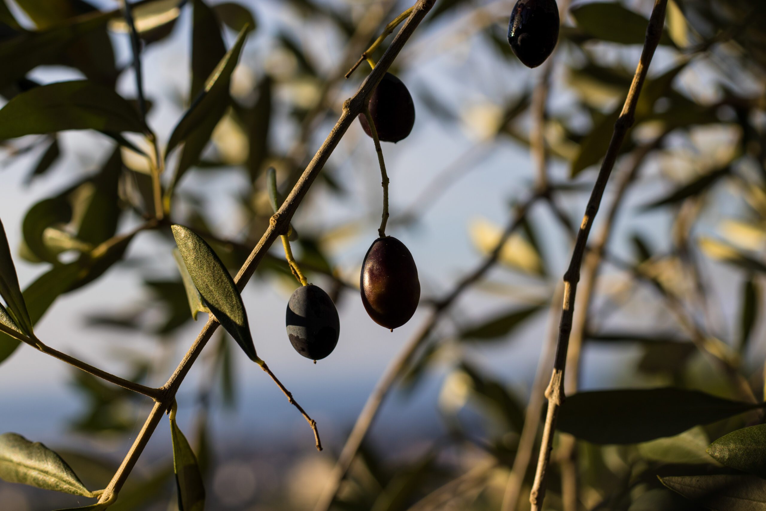 Récolte d'olives ©Cécile Asquier