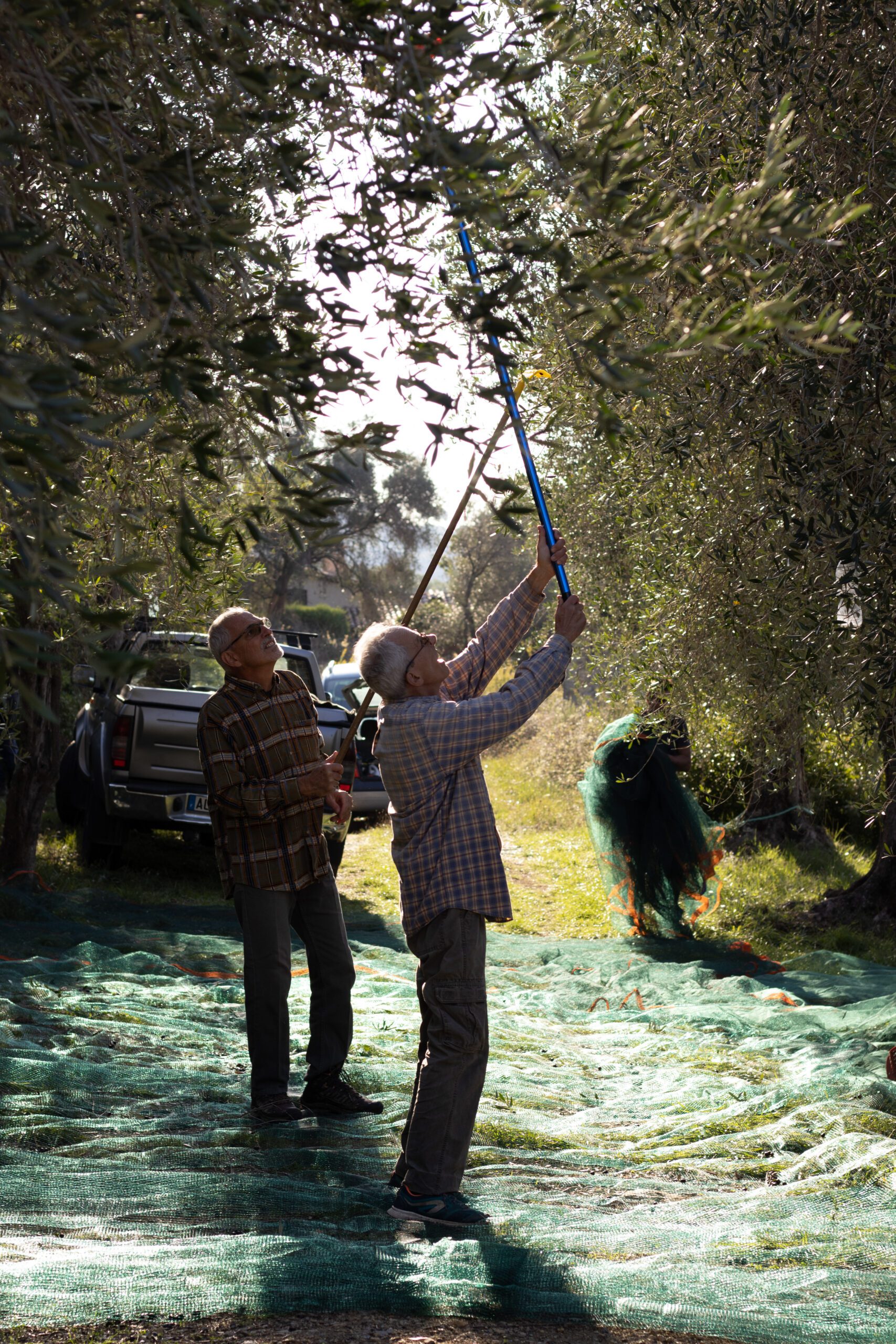 Récolte d'olives ©Cécile Asquier