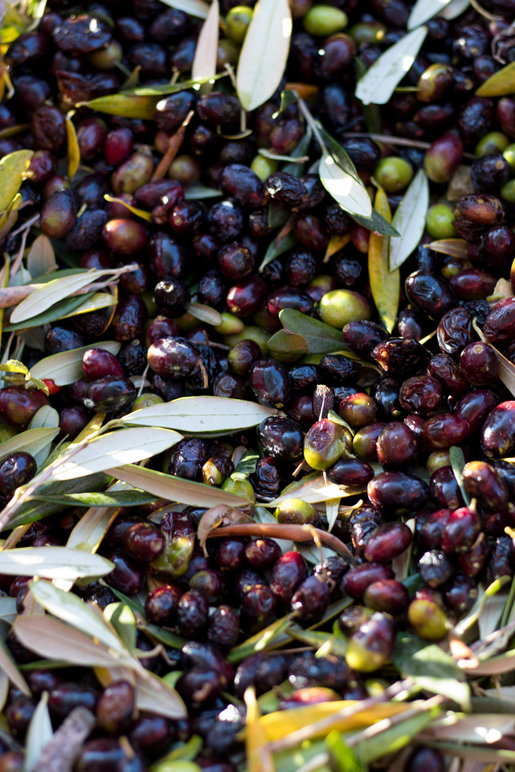 Récolte d'olives ©Cécile Asquier