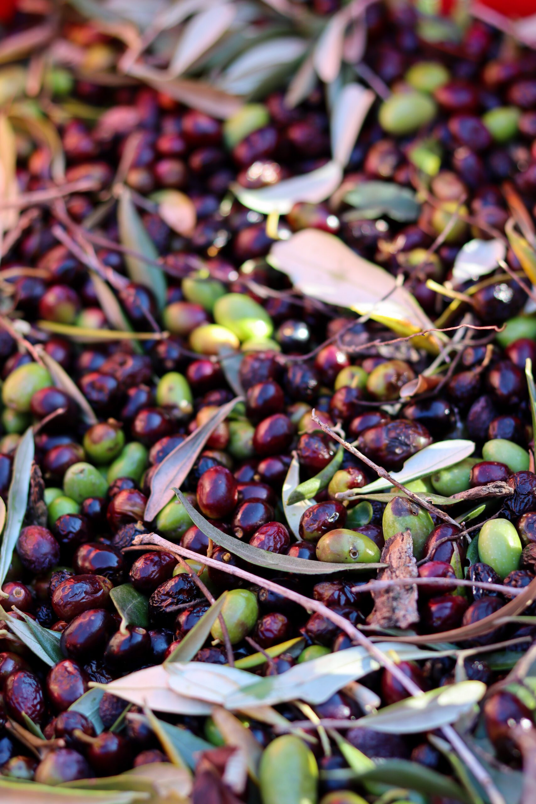 Récolte d'olives ©Cécile Asquier