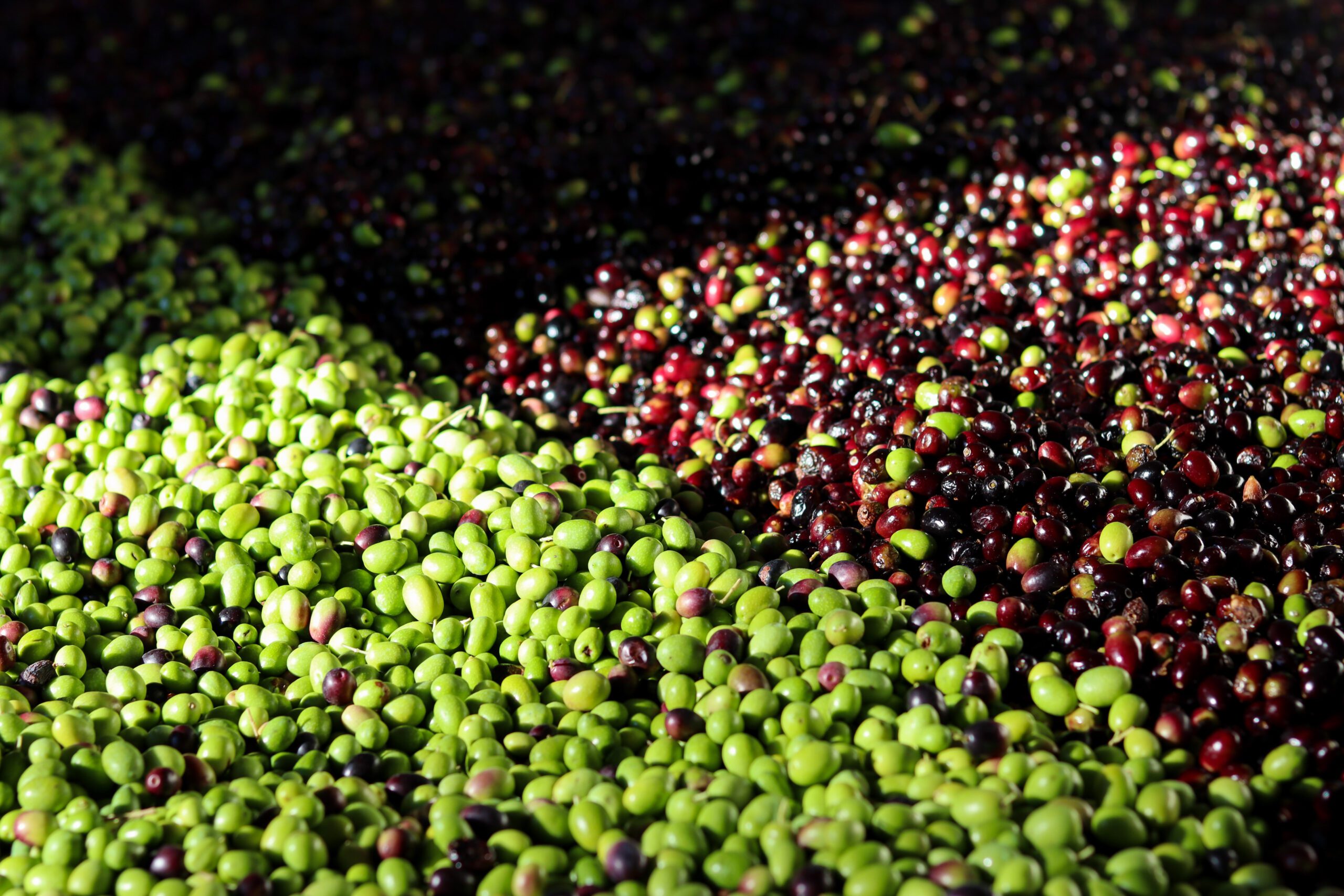 Récolte d'olives ©Cécile Asquier