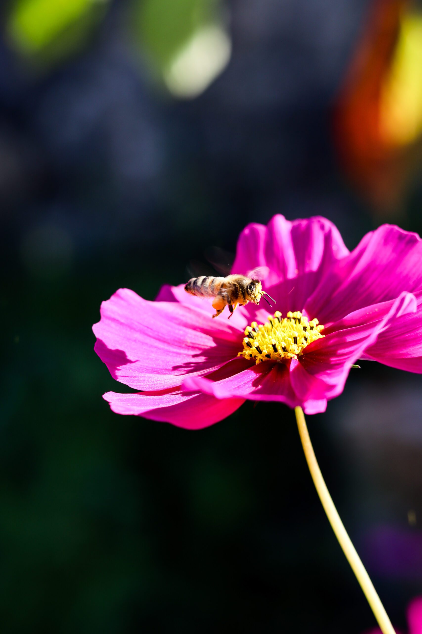 Abeille qui butine ©Cécile Asquier