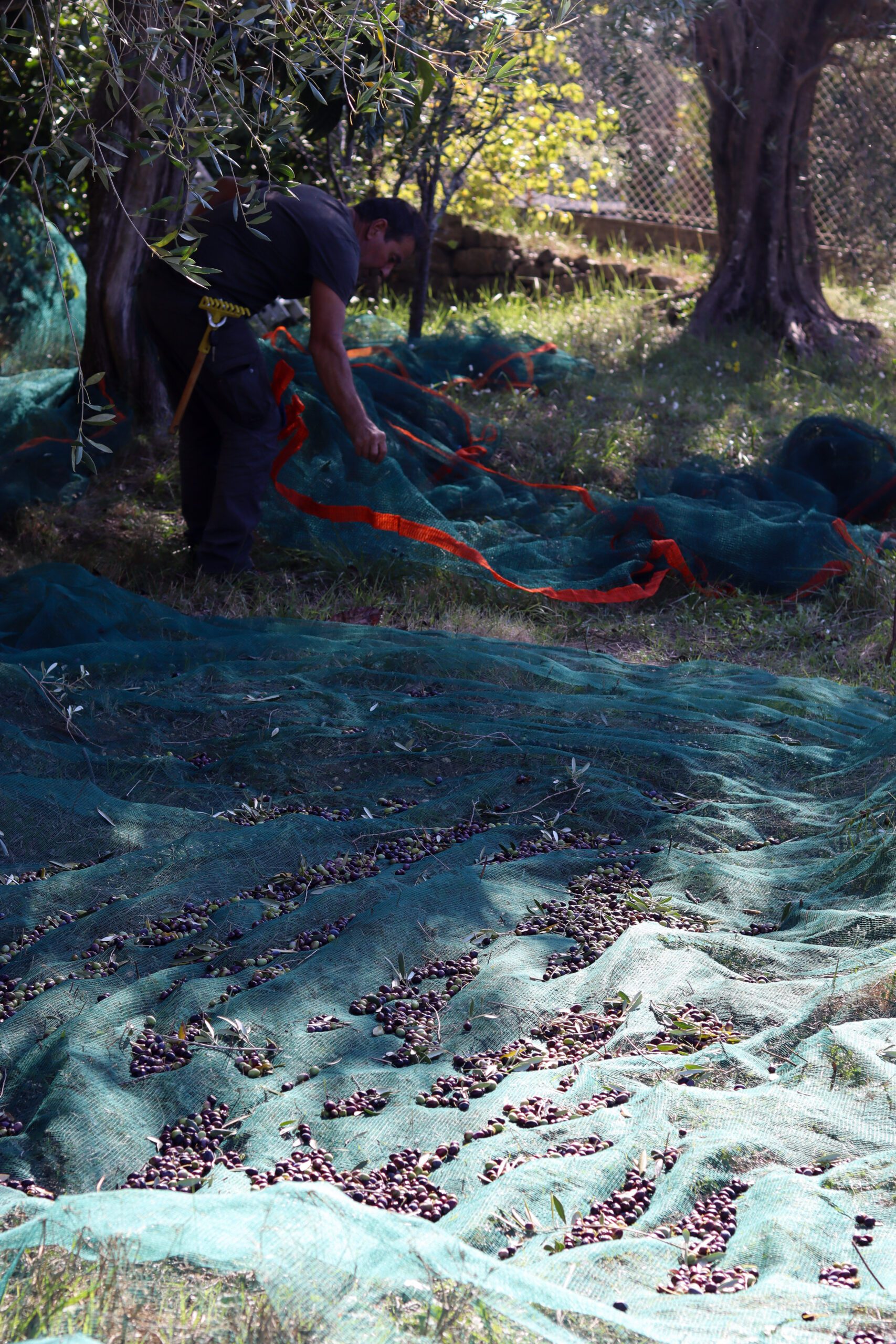 Récolte d'olives ©Cécile Asquier