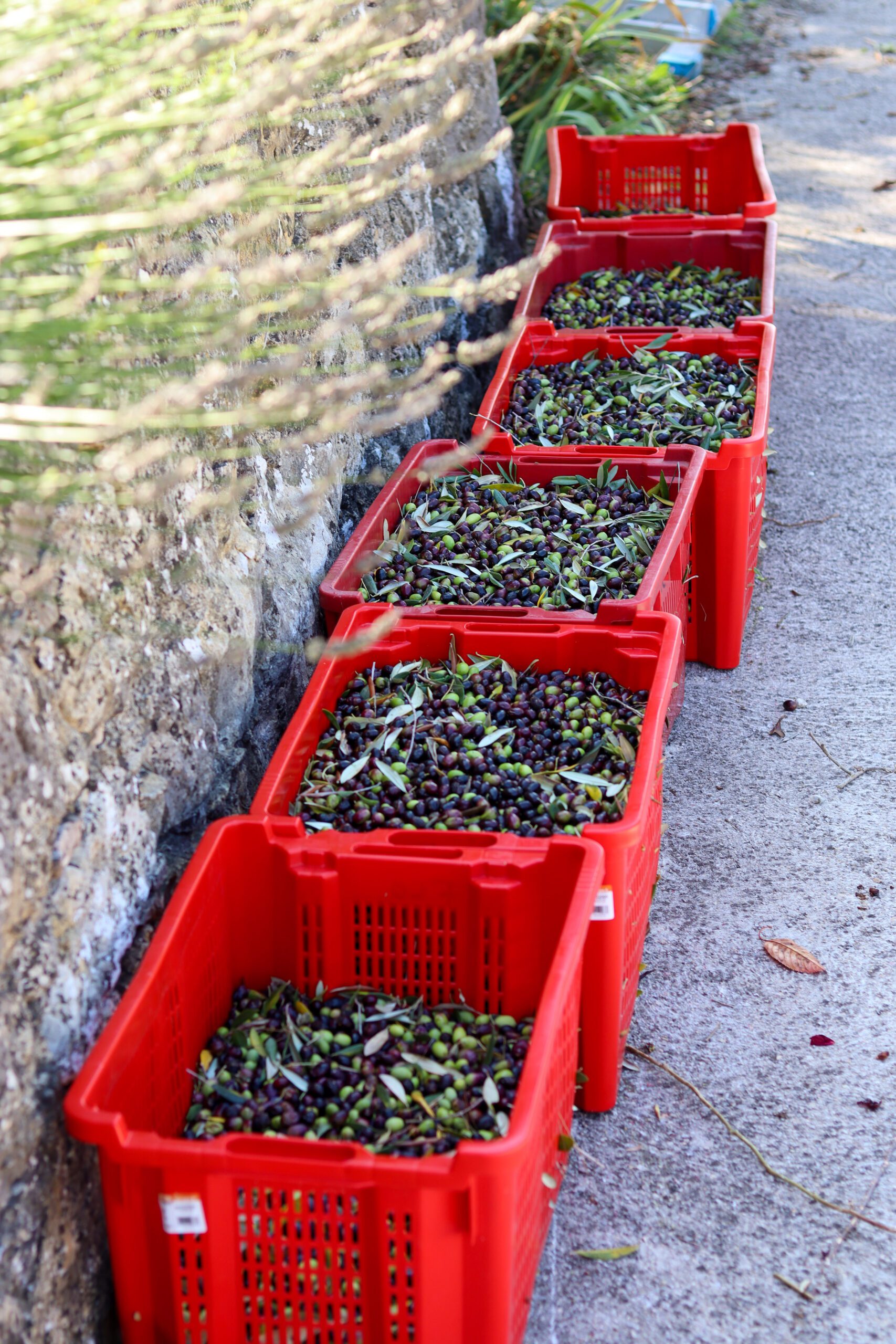 Récolte d'olives ©Cécile Asquier