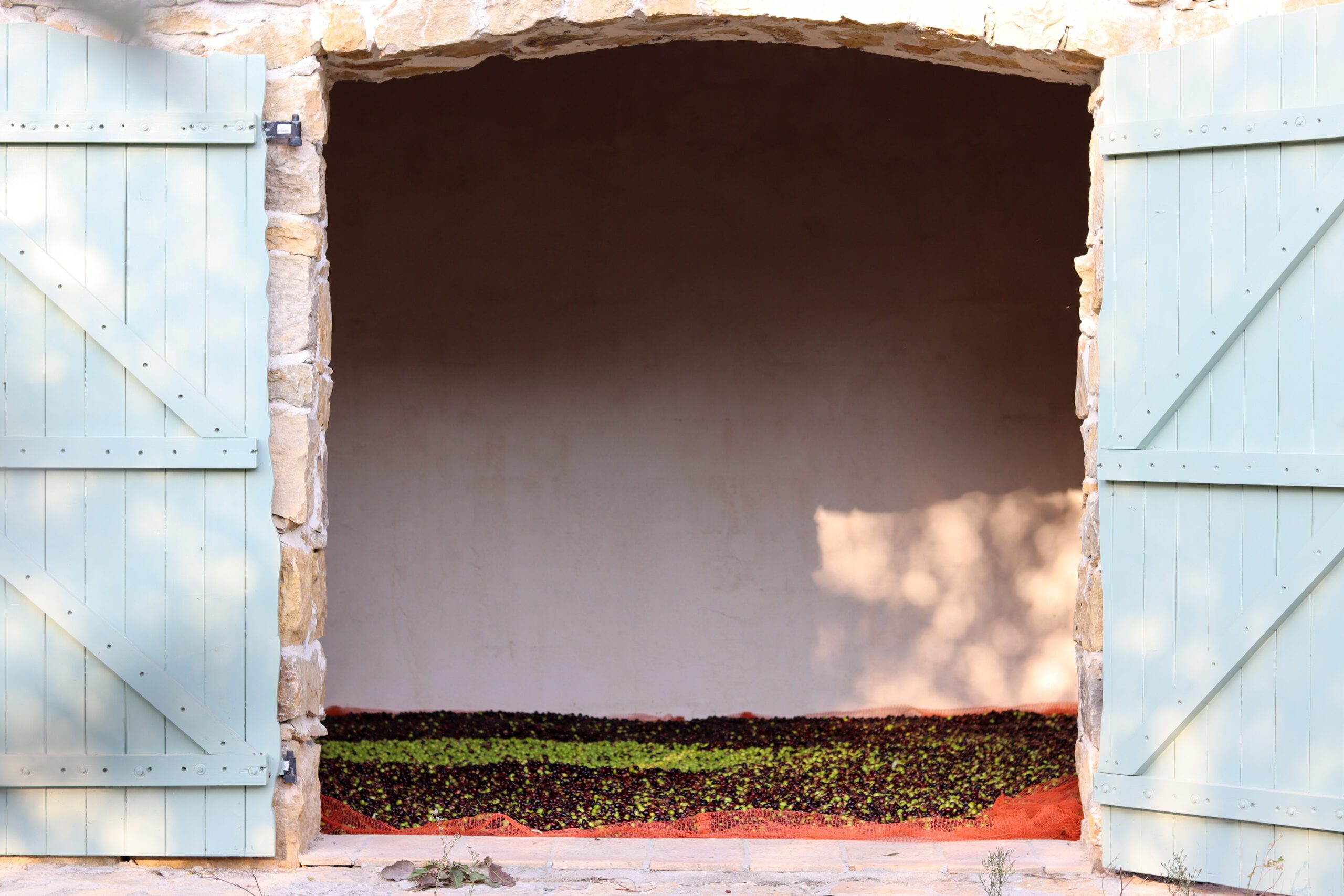 Récolte d'olives ©Cécile Asquier