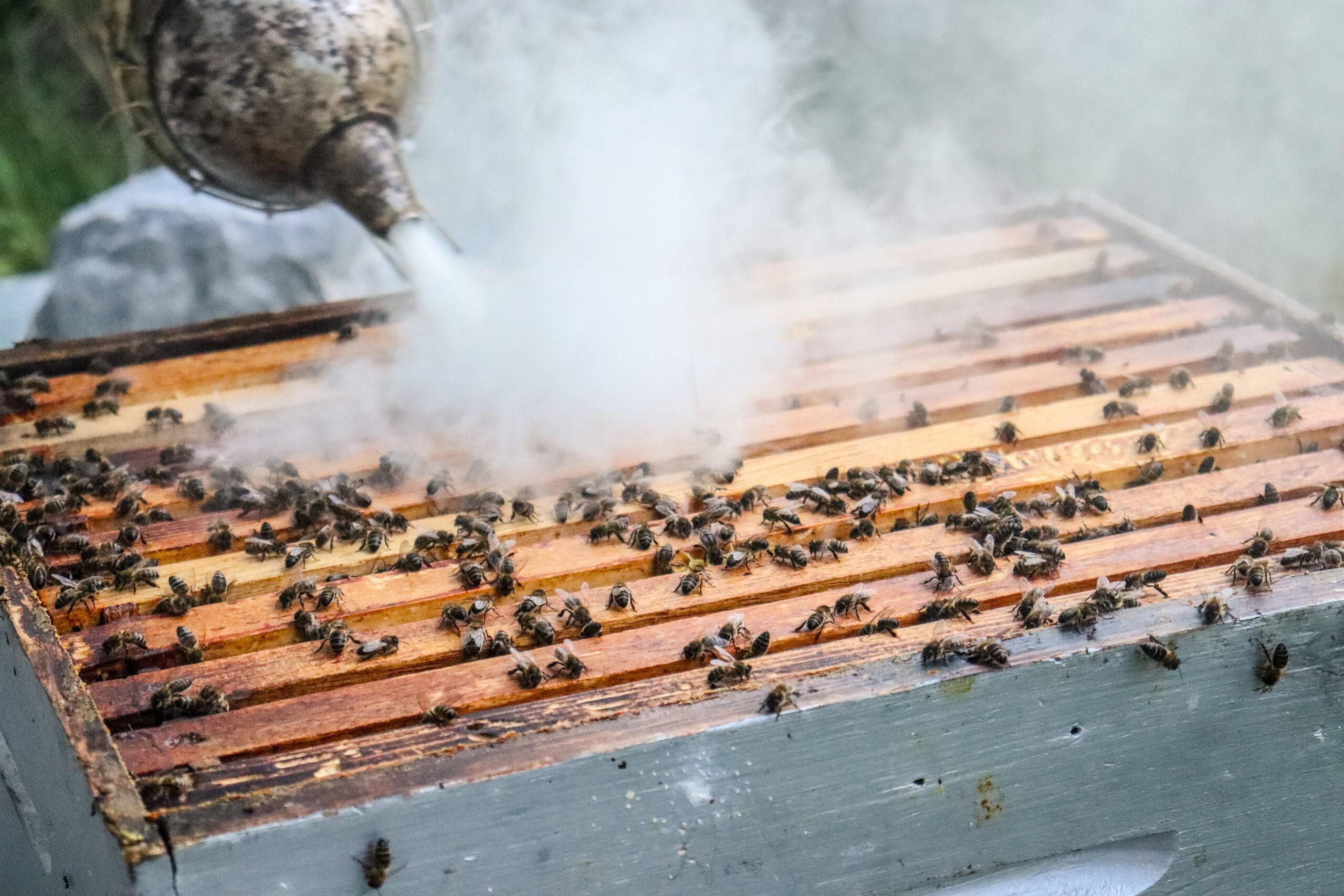 Récolte de miel ©Cécile Asquier