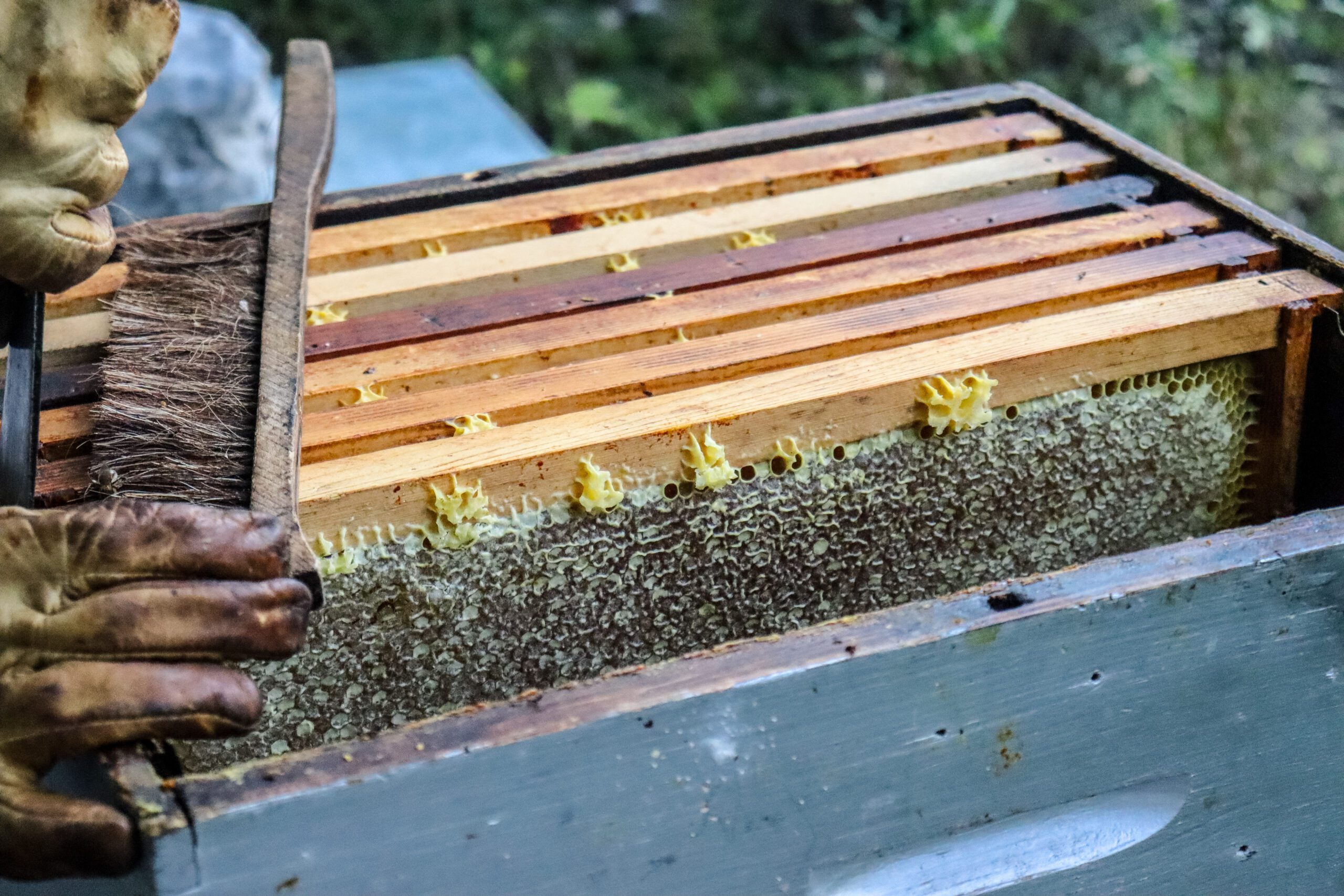 Récolte de miel ©Cécile Asquier
