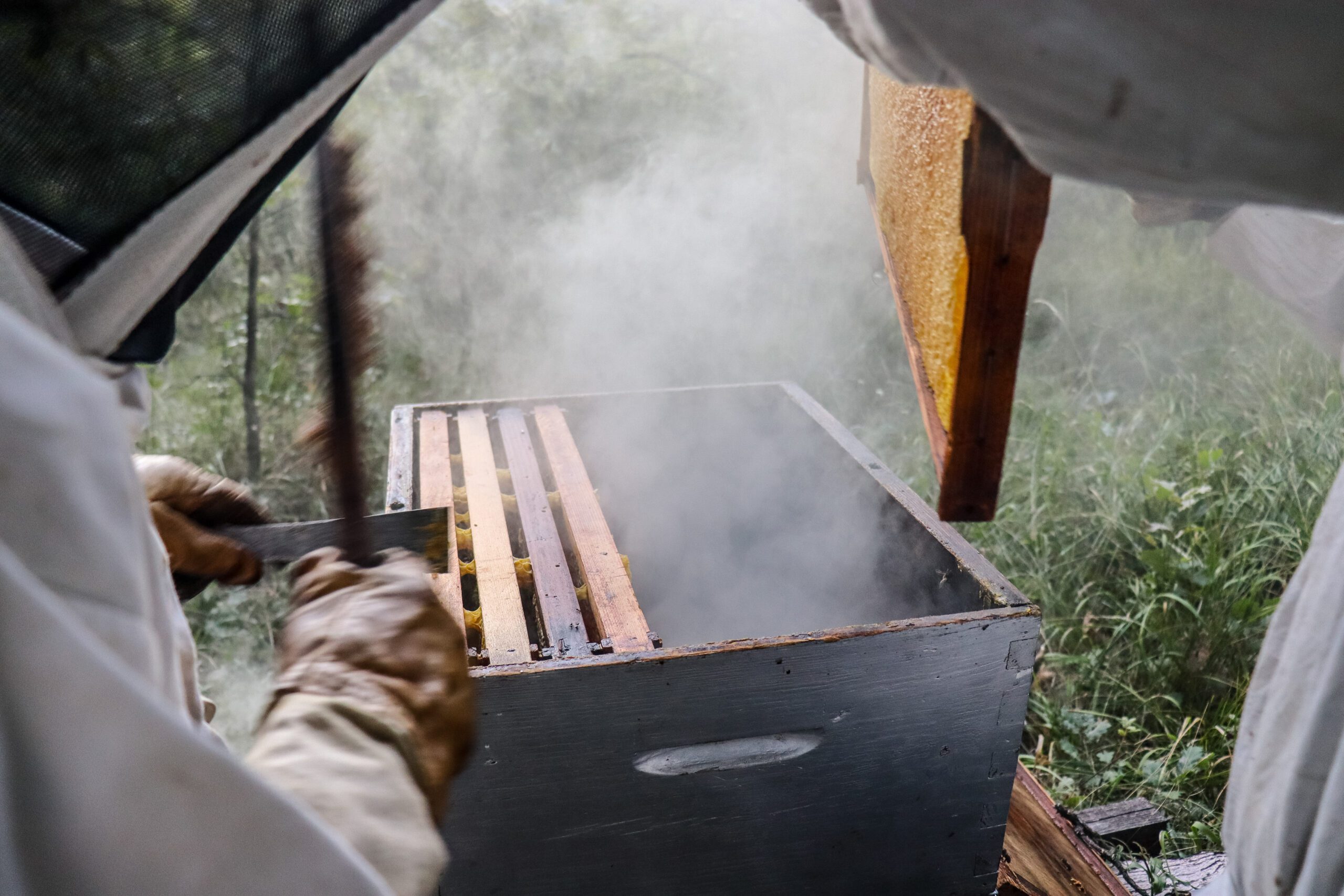 Récolte de miel ©Cécile Asquier
