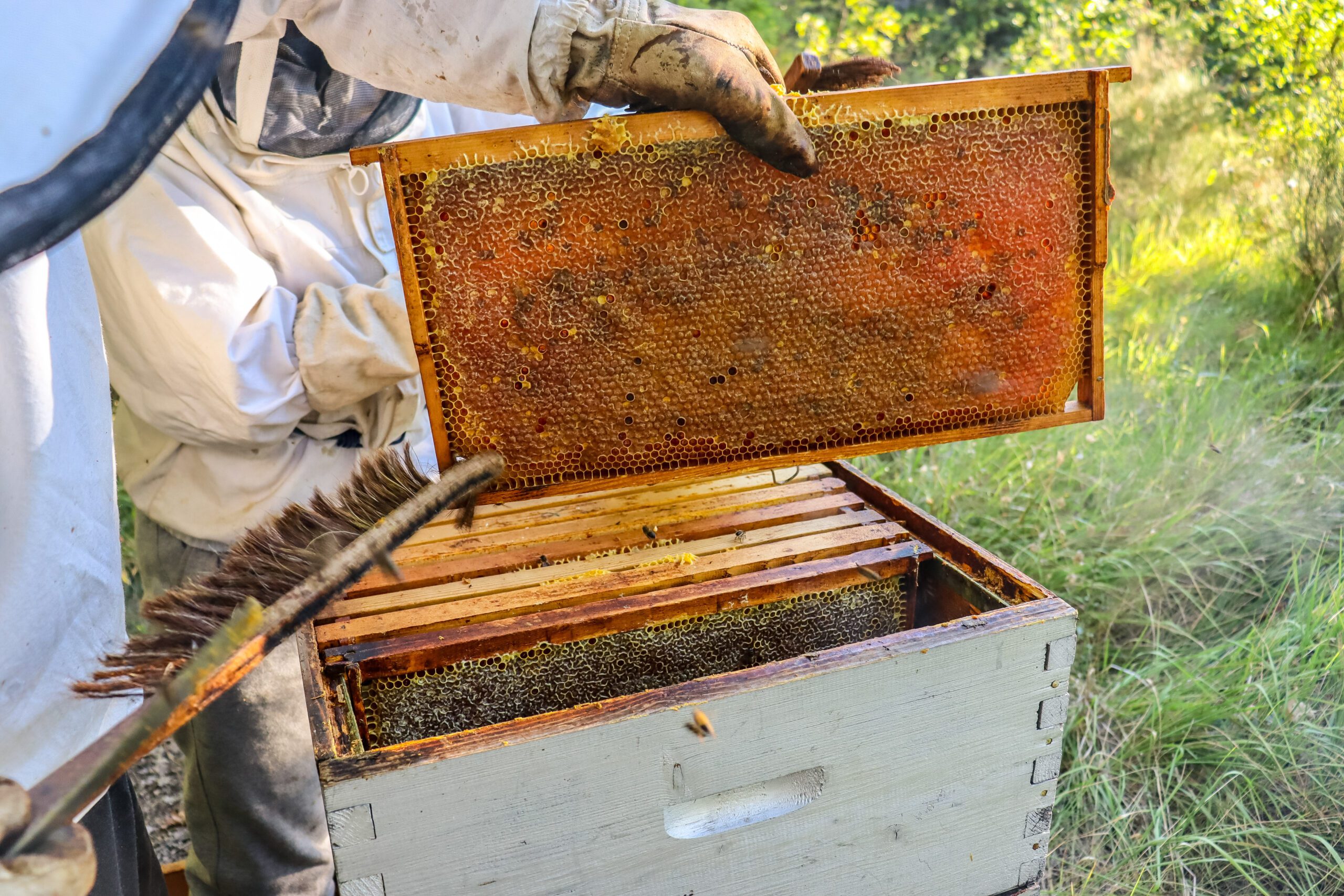 Récolte de miel ©Cécile Asquier