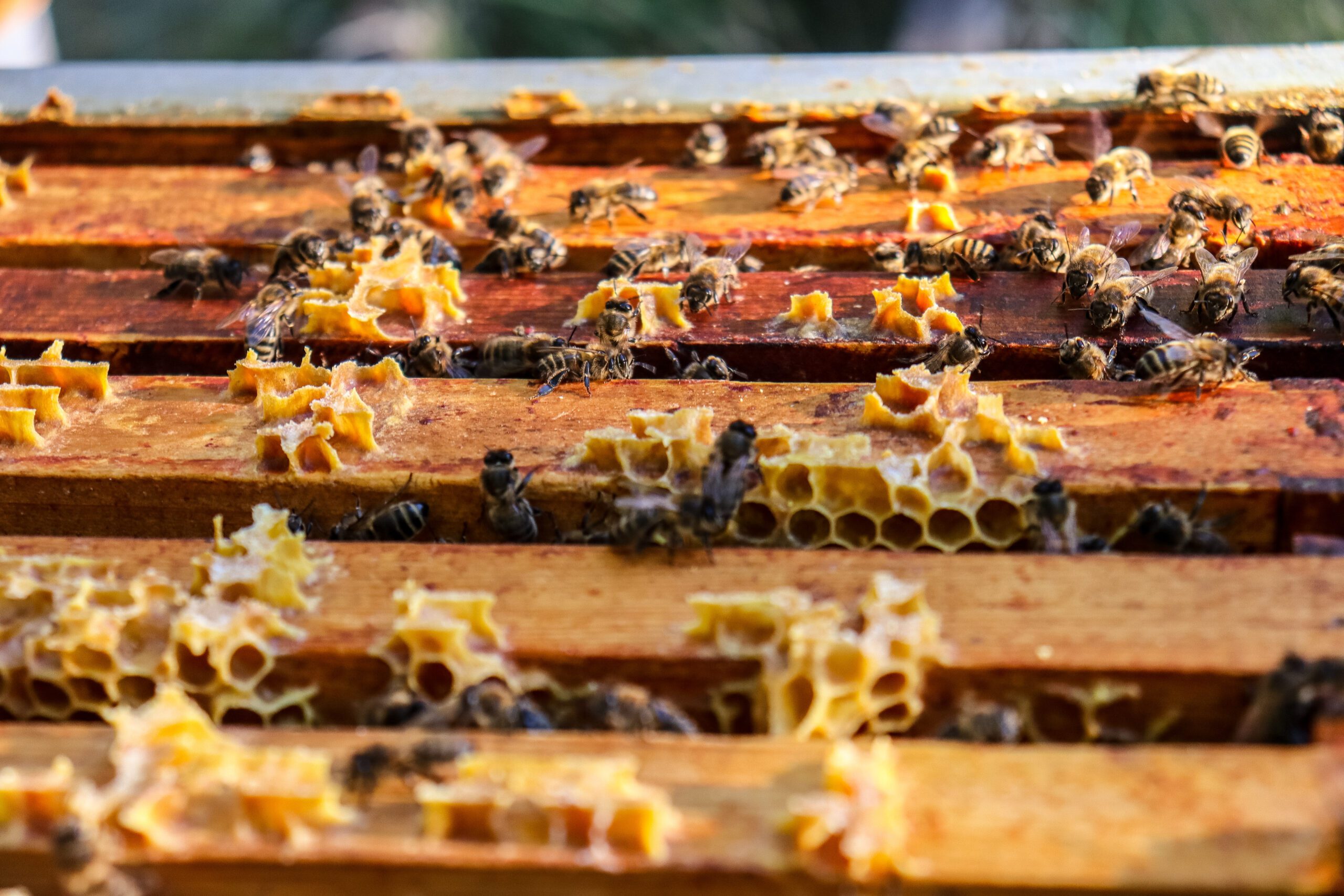 Récolte de miel ©Cécile Asquier