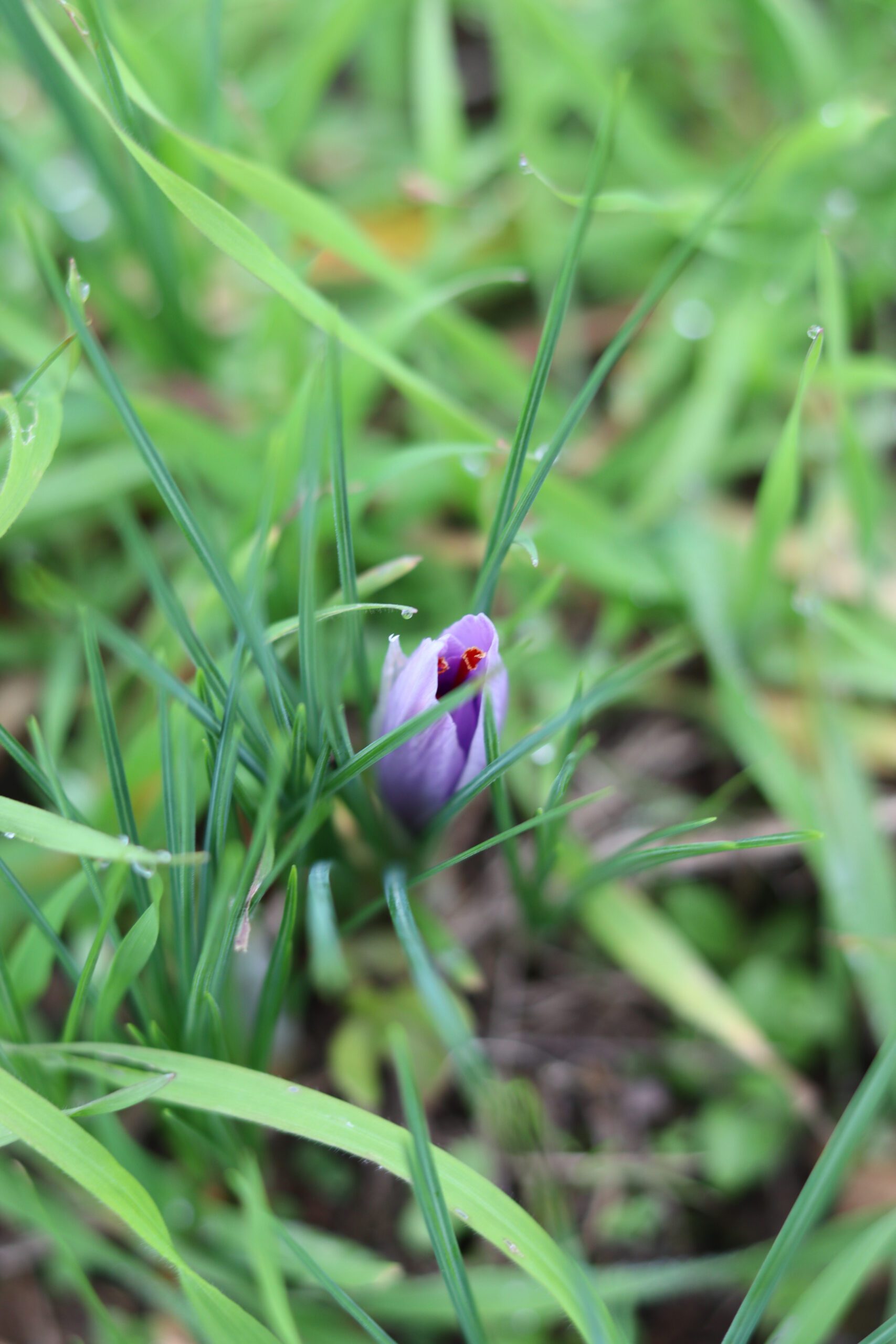 Safran du Quercy ©Cécile Asquier