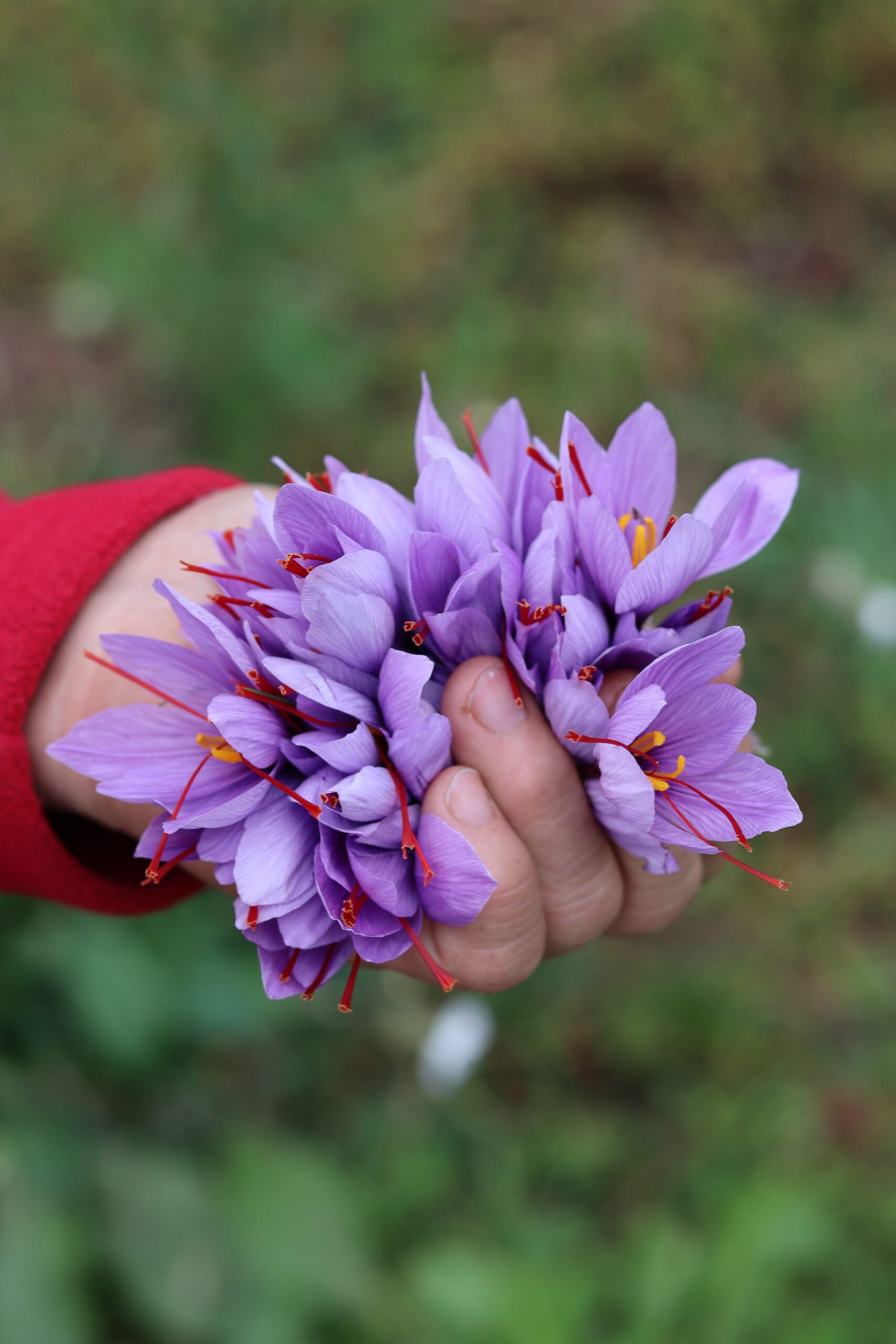 Safran du Quercy ©Cécile Asquier
