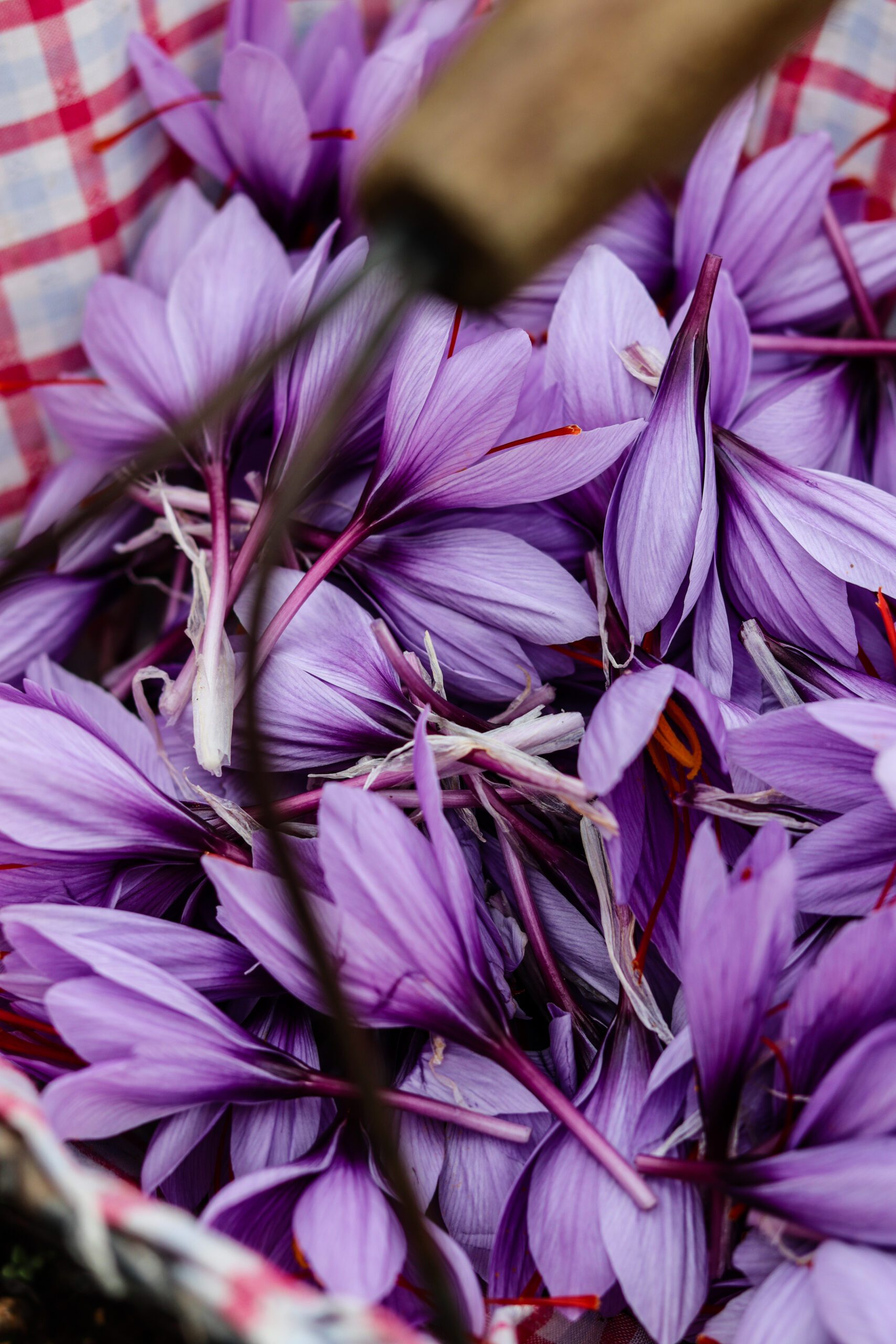 Safran du Quercy ©Cécile Asquier